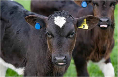 MSD Animal Health Launches New Calf Monitoring Technology for NZ