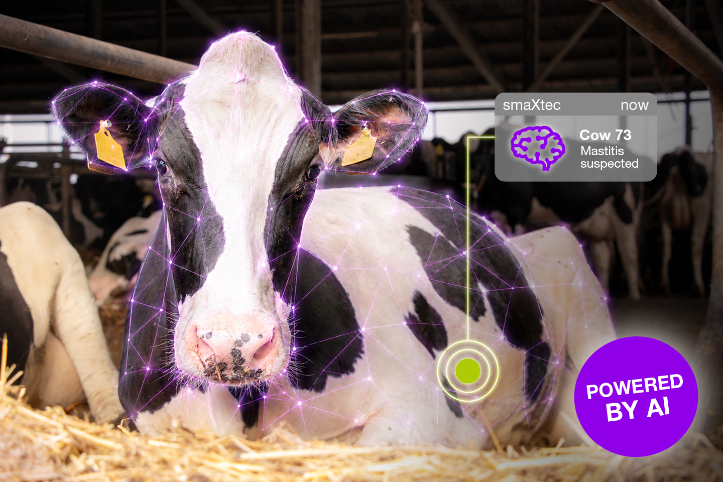 Artificial Intelligence is Only as Good as the Data Behind It: Dairy Farming Shows Why